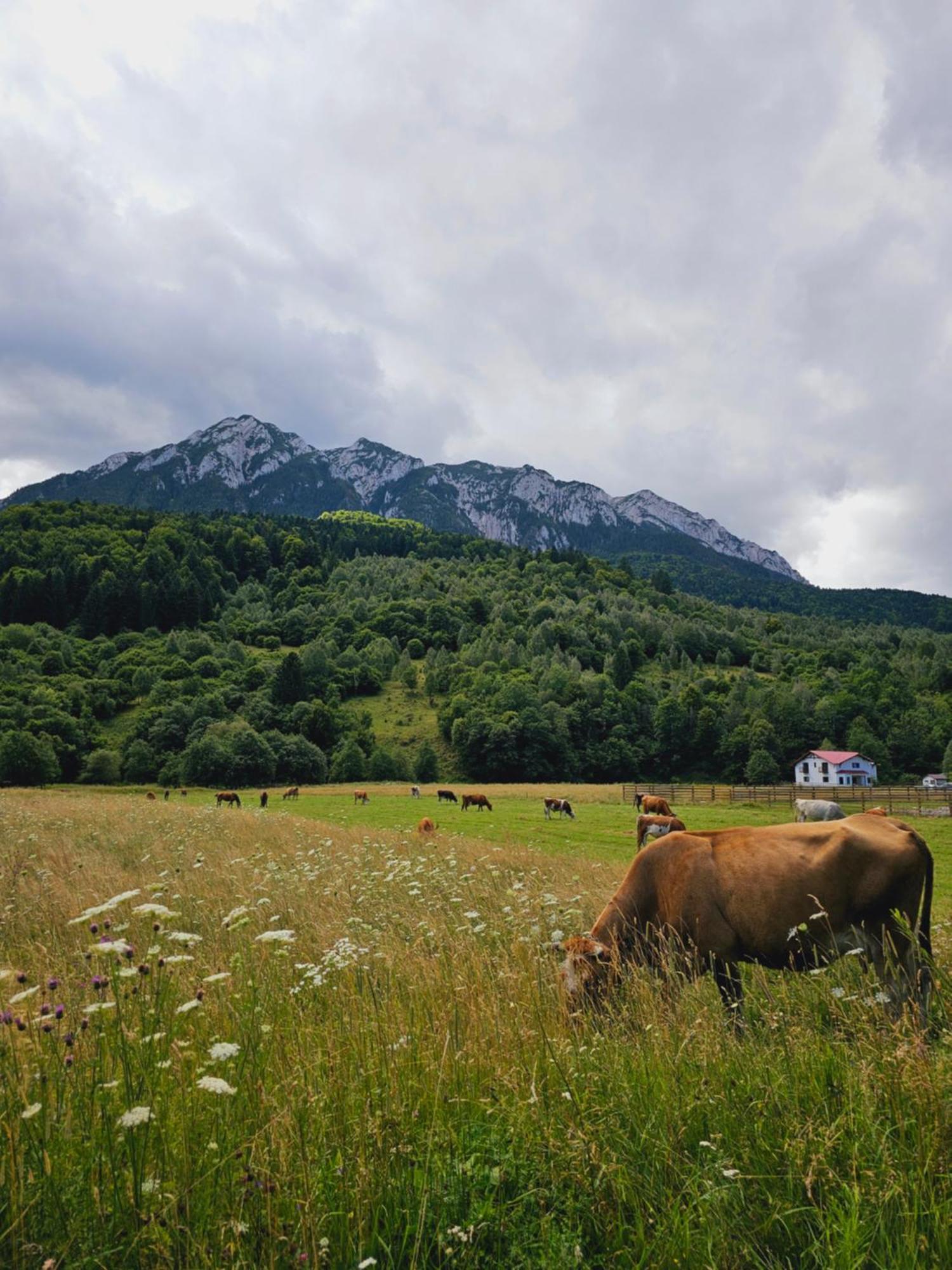 Pensiunea Kyfana Zărneşti Exterior foto