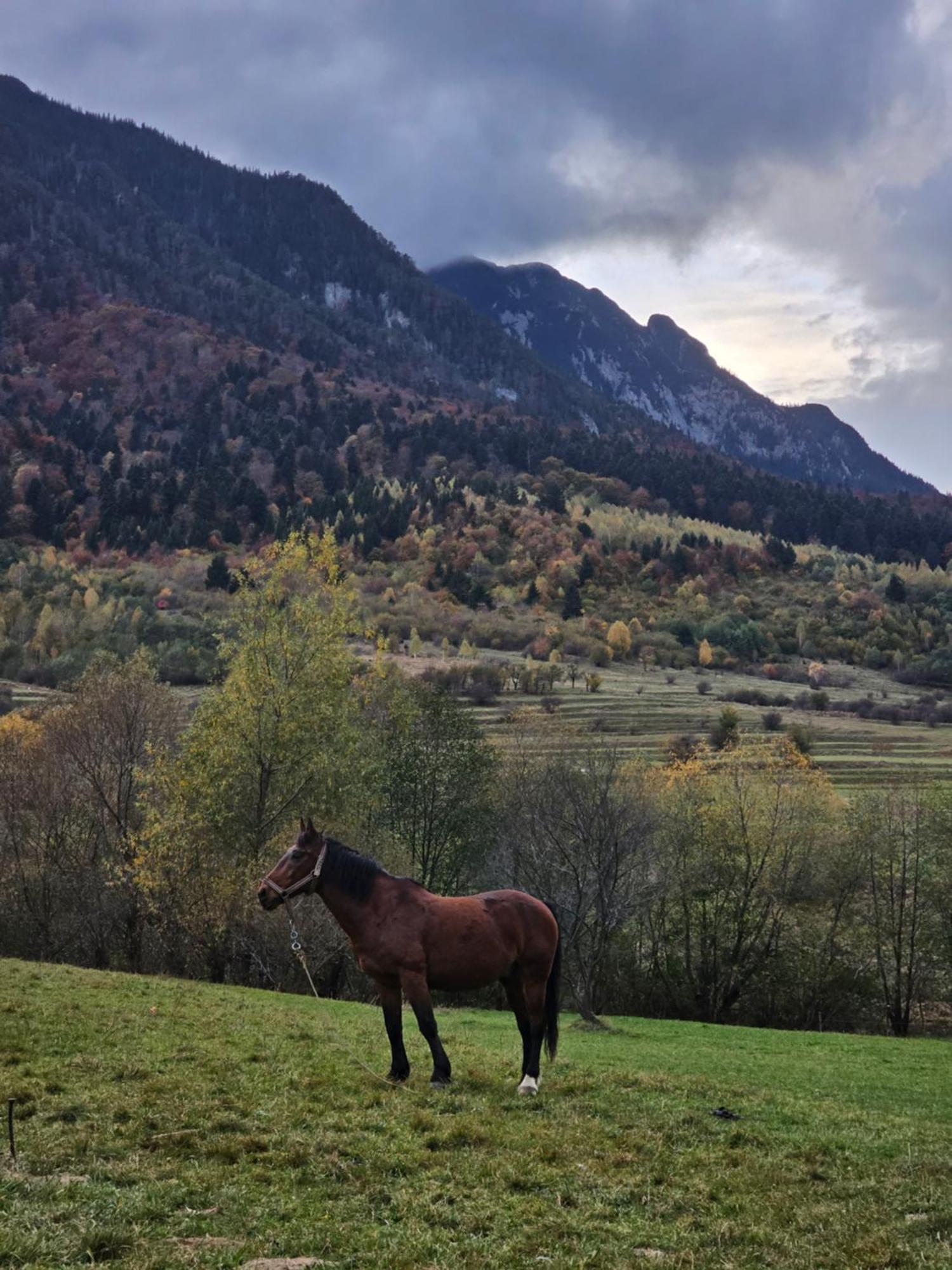 Pensiunea Kyfana Zărneşti Exterior foto