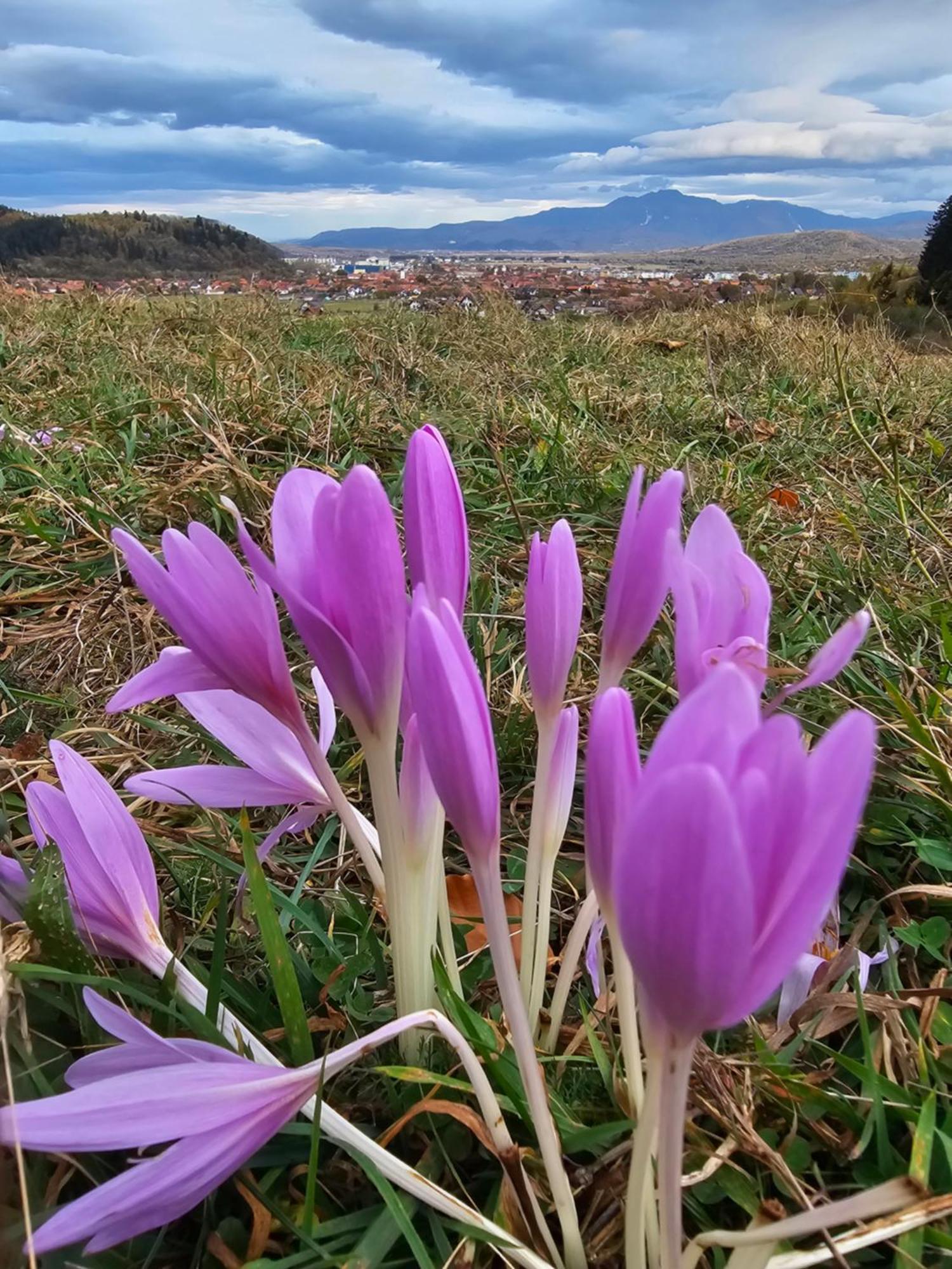 Pensiunea Kyfana Zărneşti Exterior foto